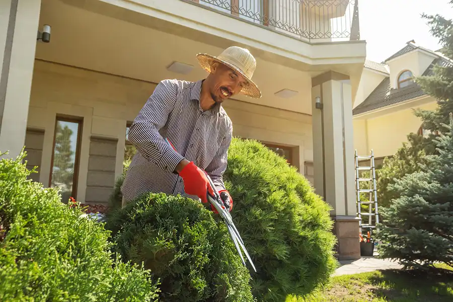 Reliable Bush Trimming Abilene, TX Reliable Bush Trimming Abilene, TX