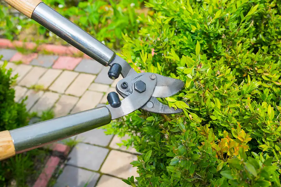 Affordable Bush Trimming in Abilene, TX Affordable Bush Trimming in Abilene, TX