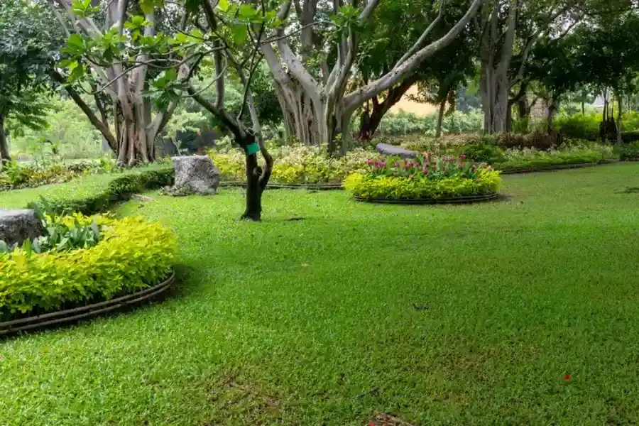 Experienced Landscape Maintenance Abilene, TX