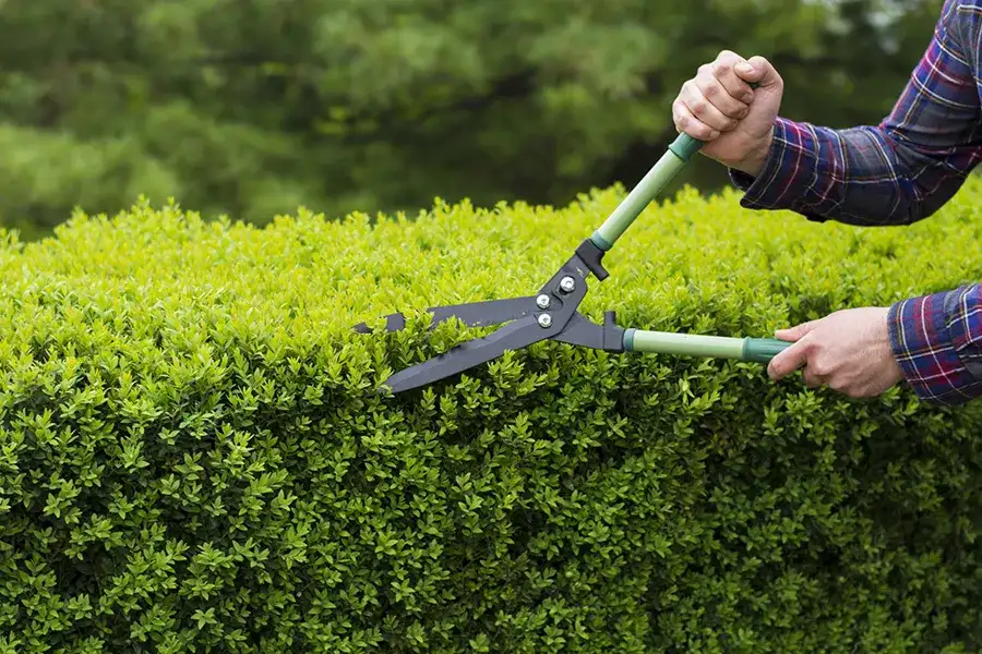 Should You Hire a Professional for Bush Trimming Services Abilene, TX