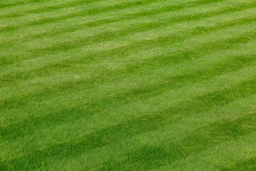 Top Lawn Care Trends Shaping The Landscaping Industry Abilene, TX