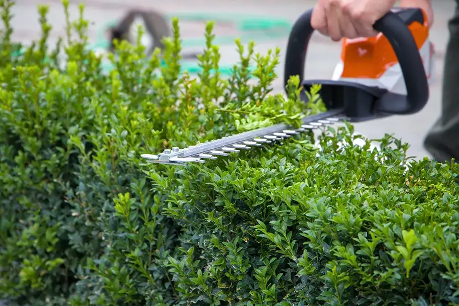 How Often Should You Trim Bushes for Optimal Growth in Lytle Area, Abilene, TX 79602