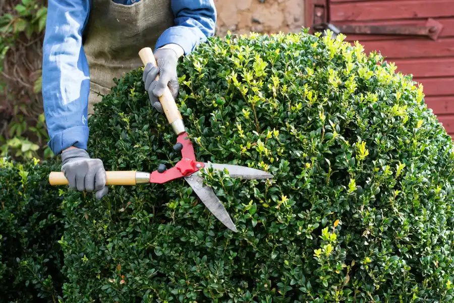 How Often Should You Trim Bushes for Optimal Growth Lytle Area, Abilene, TX 79602