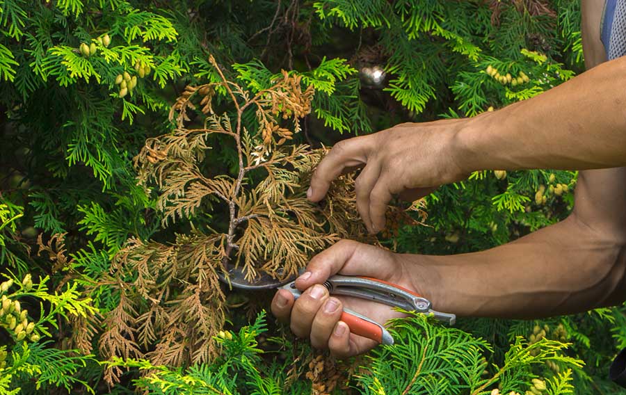 Professional Bush Trimming services in the Lytle Area, Abilene, TX 79602, shaping and maintaining shrubs for a neat and attractive landscape