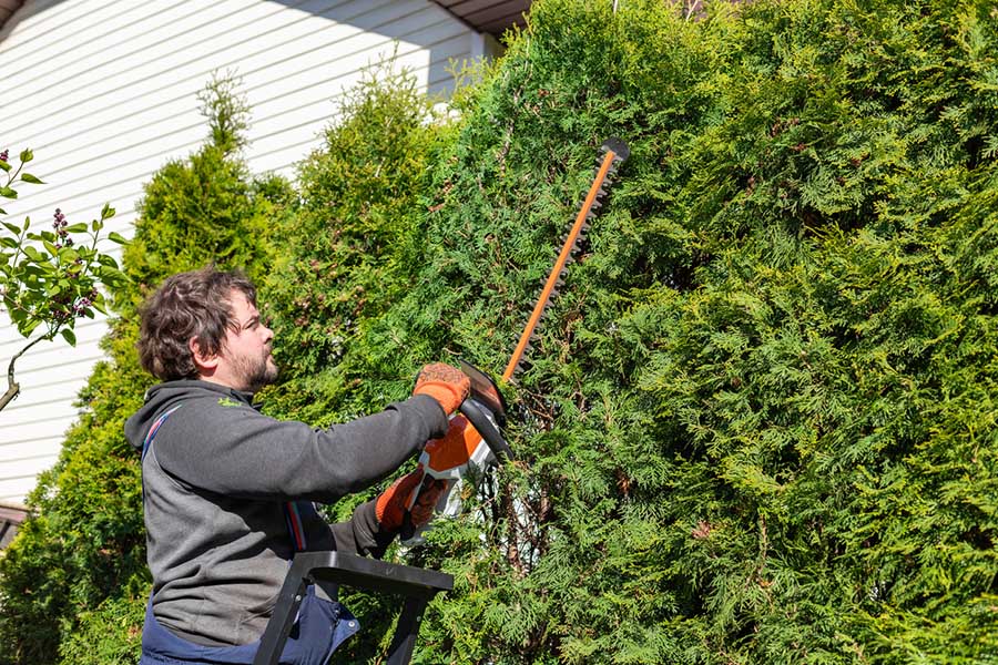 Expert bush trimming services in Lytle Area, Abilene, TX 79602, maintaining neat and healthy landscapes for homes and businesses.